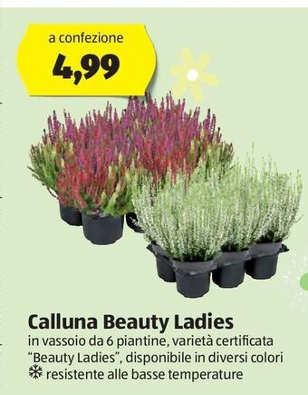 ALDI Calluna beauty ladies offerta