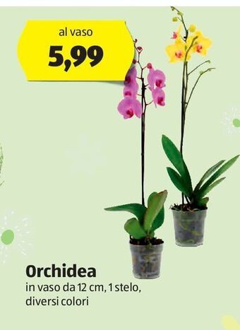 ALDI Orchidea offerta