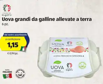 ALDI Uova grandi da galline allevate a terra offerta