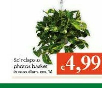 Galassia Piante offerta