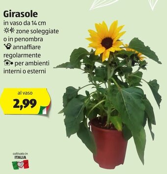 Girasole