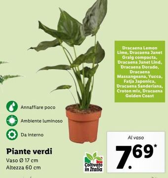 Lidl Piante verdi offerta
