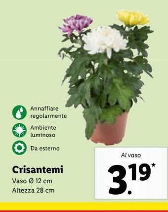 Lidl Crisantemi offerta