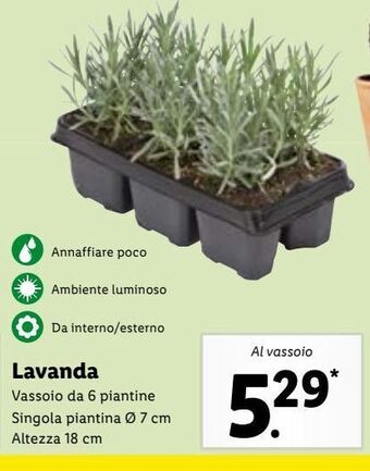 Lidl Lavanda offerta