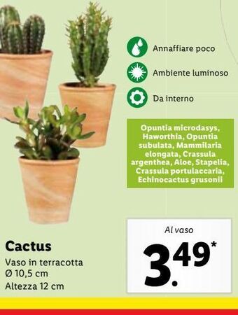 Lidl Cactus offerta