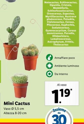 Lidl Mini cactus offerta