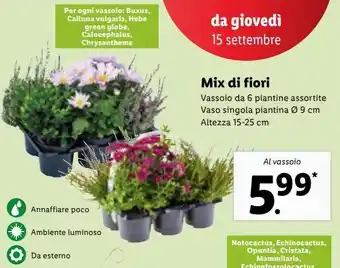 Lidl Mix di fiori offerta