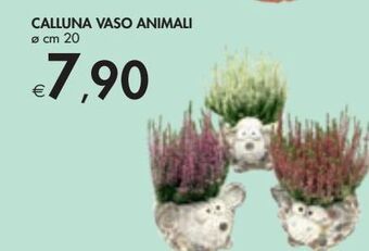 Bennet Calluna vaso animali offerta