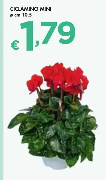 Bennet Ciclamino mini offerta