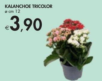 Bennet Kalanchoe tricolor offerta