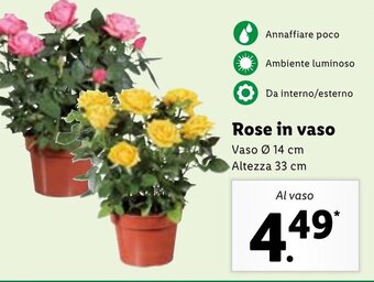 Lidl Rose in vaso offerta