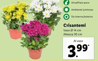 Lidl Crisantemi offerta