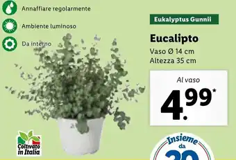 Eucalipto