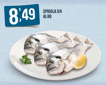 Spigola 3/4