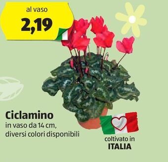 ALDI Ciclamino offerta