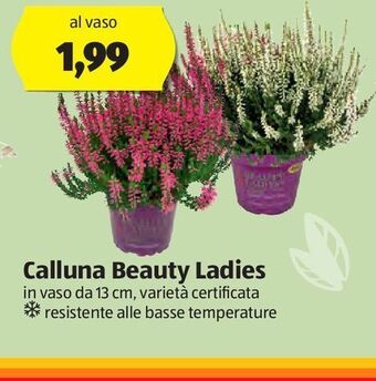 ALDI Calluna beauty ladies offerta