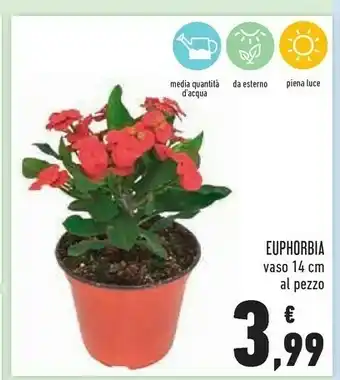 Conad Euphorbia Vaso offerta