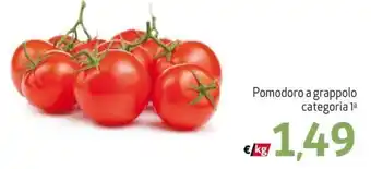 Pomodoro a grappolo categoria 1