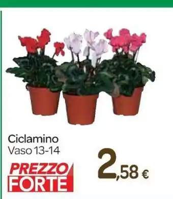 Ciclamino Vaso 13-14