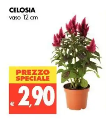 Tigros Celosia vaso 12cm offerta