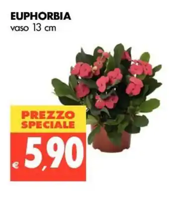 Tigros Euphorbia vaso 13cm offerta