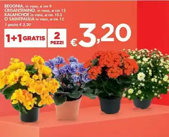 Bennet Begonia/ Crisantemino/ Kalanchoe/ O Saintpaulia offerta