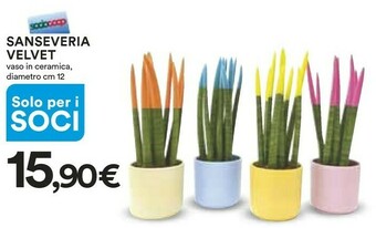 Coop Piante offerta