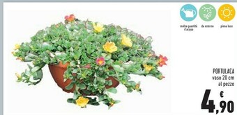 Conad Superstore Piante offerta