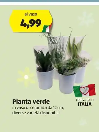 Pianta verde