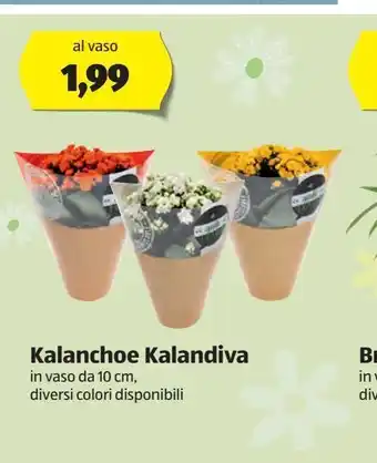 ALDI Kalanchoe kalandiva in vaso da 10 cm offerta