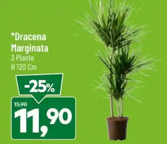 DPiù Dracena Marginata 3 Piante H 120 cm offerta