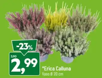 DPiù Erica Calluna Vaso Ø 20 cm offerta