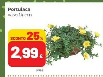 Coop Piante offerta