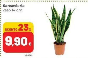 Coop Piante offerta