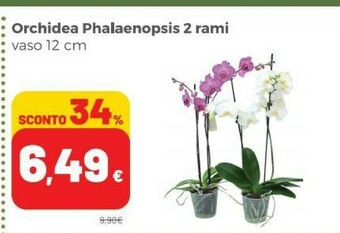 Coop Orchidea Piante offerta