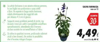 Coop Salvia Farinacea offerta