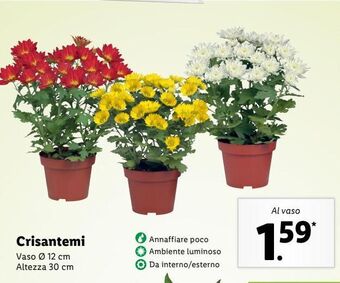 Lidl Crisantemi offerta