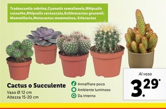 Lidl Cactus o succulente offerta
