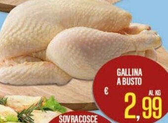 Gallina a Busto