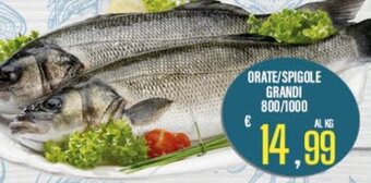 Orate/Spigole Grandi 800/1000