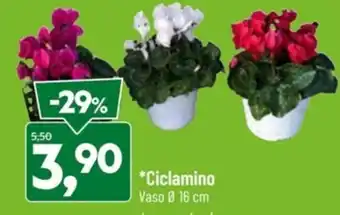 Ciclamino
