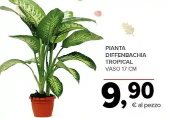 Todis Pianta Diffenbachia Tropical offerta