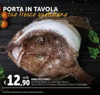 Rana Pescatrice 1000/2000 g ca. pescato fresco zona FAO 27 (Oceano Atlantic Norci Orientale)