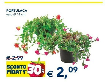 Esselunga Piante offerta