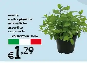 Pam Menta Vaso offerta