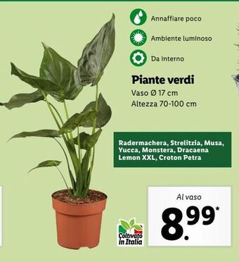 Lidl Piante verdi offerta
