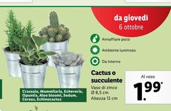 Lidl Cactus o succulente offerta