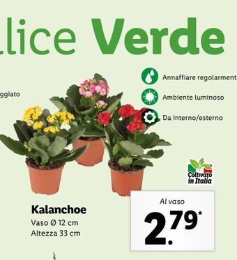 Lidl Kalanchoe offerta