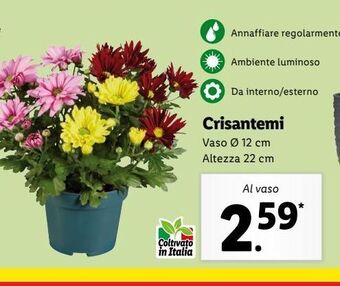 Lidl Crisantemi offerta