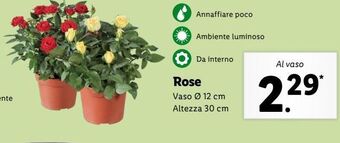 Lidl Rose offerta